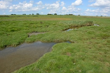 Nasse Salzwiesen mit kleinen Tümpeln im Petkumer Deichvorland