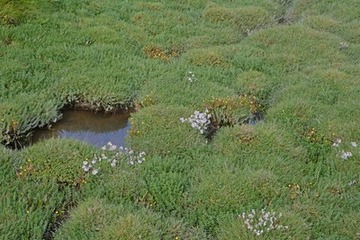 Zartviolette Strandastern und gelbe Laugenblumen bilden bunte Farbtupfer im satten Grün.