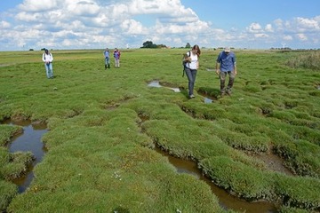 In den bultigen Brackwasserwiesen ist Trittsicherheit gefragt.