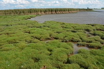 Verzahnung von Röhrichten und Brackwasserwatt – typische Lebensräume an der Unterems