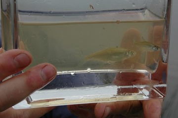 Zwei kleine Güster, eine Weißfischart, die in diesem Jugendstadium nur schwer vom verwandten Brassen zu unterscheiden ist.