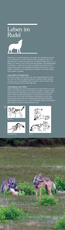 Der Wolf. Ein Wildtier kehrt zurück.