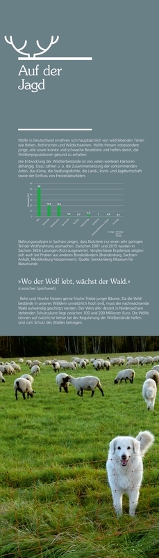 Der Wolf. Ein Wildtier kehrt zurück.