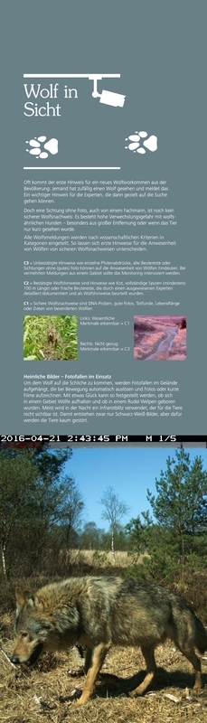 Der Wolf. Ein Wildtier kehrt zurück.