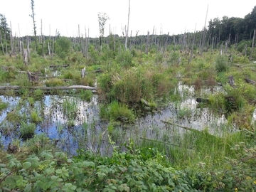 Foto aus dem Naturschutzgebiet "Natura 2000-Naturschutzgebiet in der unteren Haseniederung"