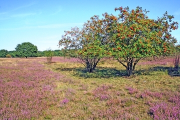 Foto aus dem Naturschutzgebiet "Barger Heide"