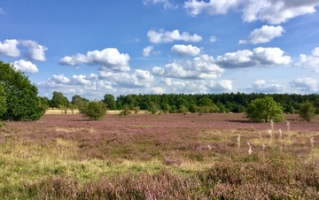 Foto aus dem Naturschutzgebiet "Barger Heide"