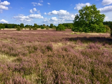 Foto aus dem Naturschutzgebiet "Barger Heide"