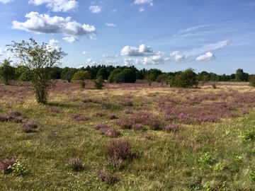 Barger Heide - LRT 2330 - Offene Grasflächen mit Silbergras und Straußgras auf Binnendünen sowie LRT 2310 - Sandheiden mit Besenheide und Ginster auf Binnendünen