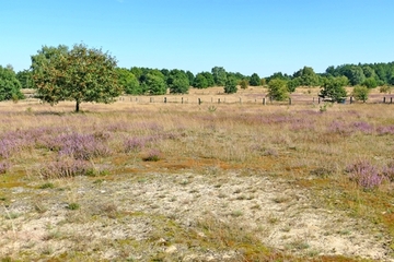 Foto aus dem Naturschutzgebiet "Barger Heide"