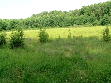 Foto aus dem Naturschutzgebiet "Maujahn"