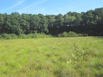 Foto aus dem Naturschutzgebiet "Maujahn"