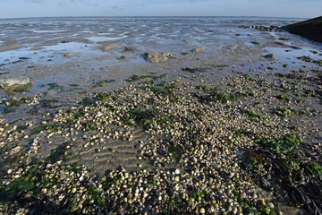 FFH001 "Nationalpark Niedersächsisches Wattenmeer" / V01 "Niedersächsisches Wattenmeer und angrenzendes Küstenmeer"