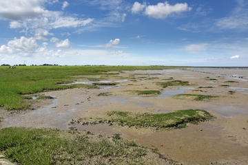 FFH001 "Nationalpark Niedersächsisches Wattenmeer" / V01 "Niedersächsisches Wattenmeer und angrenzendes Küstenmeer"