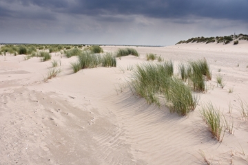 FFH001 "Nationalpark Niedersächsisches Wattenmeer" / V01 "Niedersächsisches Wattenmeer und angrenzendes Küstenmeer"