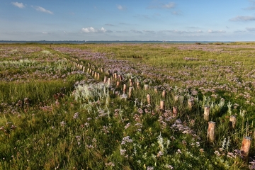 FFH001 "Nationalpark Niedersächsisches Wattenmeer" / V01 "Niedersächsisches Wattenmeer und angrenzendes Küstenmeer"