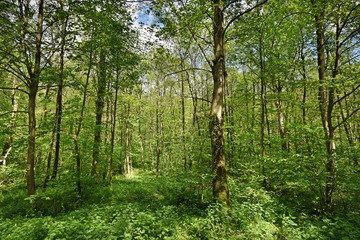 V44 "Hildesheimer Wald"