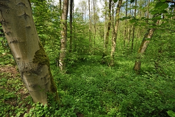 V44 "Hildesheimer Wald"