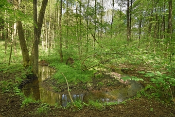 V44 "Hildesheimer Wald"