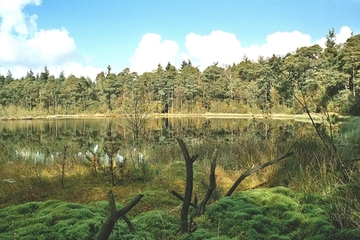 Schlatt-Gewässer Pastorendiek Foto aus dem Naturschutzgebiet "Pastorendiek"