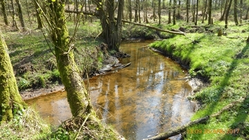 Foto aus dem Naturschutzgebiet "Wolfsgrund"