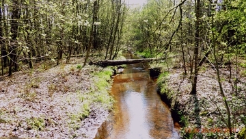 Foto aus dem Naturschutzgebiet "Wolfsgrund"
