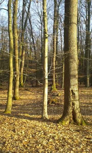 Foto aus dem Naturschutzgebiet "Beverner Wald"