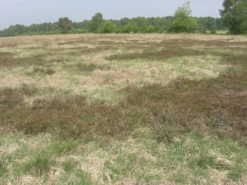 Foto aus dem Naturschutzgebiet "Rotes Moor"