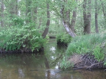 Foto aus dem Naturschutzgebiet "Rotes Moor"