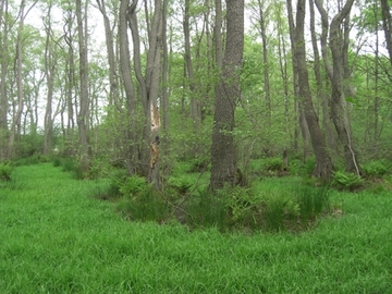 Foto aus dem Naturschutzgebiet "Rotes Moor"