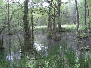 Foto aus dem Naturschutzgebiet "Rotes Moor"