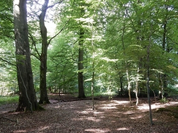 Foto aus dem Naturschutzgebiet "Hepstedter Büsche"