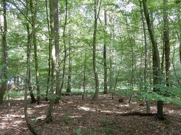 Foto aus dem Naturschutzgebiet "Hepstedter Büsche"