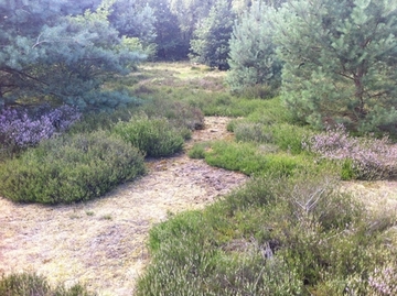 Foto aus dem Landschaftsschutzgebiet "Steller Heide"