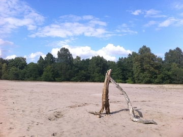 Foto aus dem Landschaftsschutzgebiet "Steller Heide"