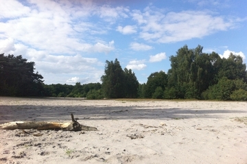 Foto aus dem Landschaftsschutzgebiet "Steller Heide"