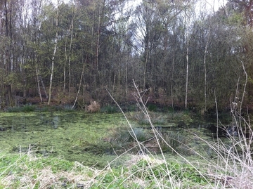 Foto aus dem Landschaftsschutzgebiet "Wälder und Schlatts am alten Forstamt Erdmannshausen"