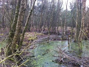 Foto aus dem Landschaftsschutzgebiet "Wälder und Schlatts am alten Forstamt Erdmannshausen"