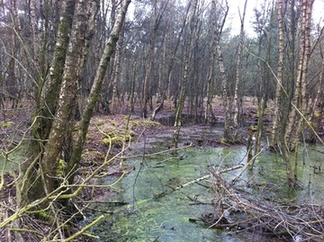 Foto aus dem Landschaftsschutzgebiet "Wälder und Schlatts am alten Forstamt Erdmannshausen"