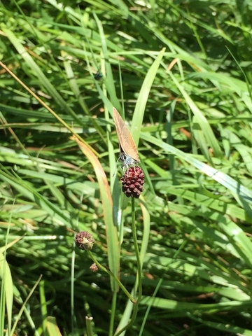 Foto aus dem Geschützten Landschaftsbestandteil "Bläulings-Biotop bei Oesselse"