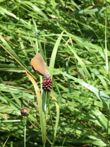 Foto aus dem Geschützten Landschaftsbestandteil "Bläulings-Biotop bei Oesselse"