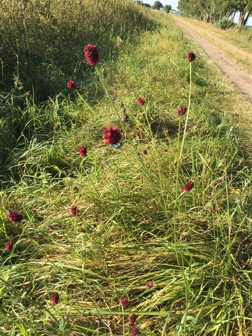 Foto aus dem Geschützten Landschaftsbestandteil "Bläulings-Biotop bei Oesselse"