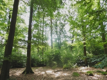 Foto aus dem Landschaftsschutzgebiet "Steinhuder Meerbach und Nebengewässer (mit Leeser Erlen-Riede)"