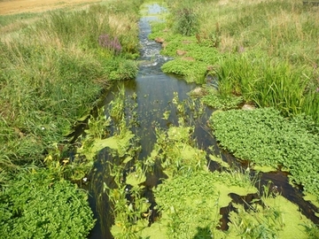 Foto aus dem Landschaftsschutzgebiet "Steinhuder Meerbach und Nebengewässer (mit Leeser Erlen-Riede)"