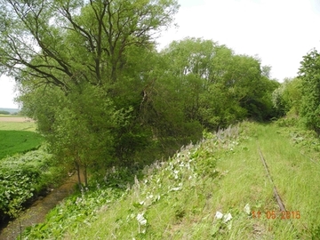 LRT 6430 - Feuchte Hochstaudenflur an der Riehe mit Gewöhnlicher Pestwurz (Petasites hybridus)