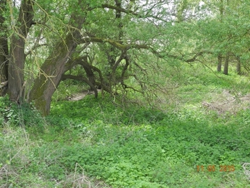 Foto aus dem Landschaftsschutzgebiet "Riehe, Alme, Gehbeek und Subeek"