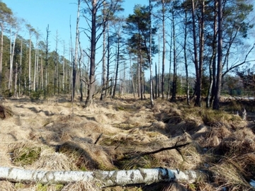 Foto aus dem Naturschutzgebiet "Quell- und Durchströmungsmoor mit Kleingewässern bei Dalle"