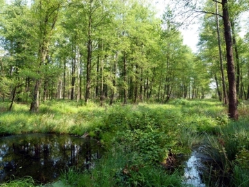 Foto aus dem Naturschutzgebiet "Quell- und Durchströmungsmoor mit Kleingewässern bei Dalle"