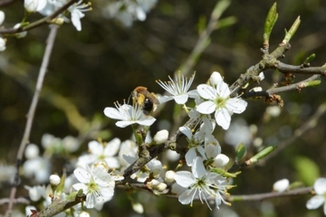 Frühblühende Sträucher – wichtige Nahrungsquellen für Insekten (Schlehe)