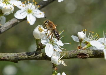 Frühblühende Sträucher – wichtige Nahrungsquellen für Insekten (Schlehe)